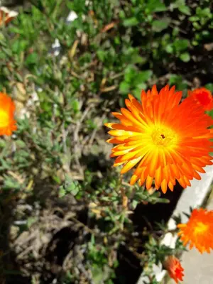 a close up of a yellow and orange flower at Hotel de Campo Posada la Esperanza in Río Cuarto