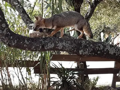 a coyote walking on top of a tree branch at Alto de Balcon B in Tanti