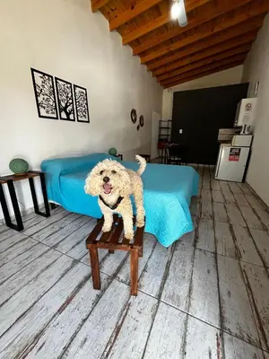 a dog is sitting on a table in a bedroom at Complejo LA MERLINA in Merlo