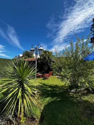 a house with a palm tree in a yard at Complejo LA MERLINA in Merlo