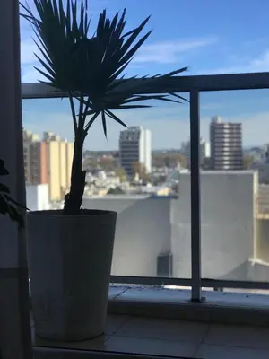 a potted plant sitting on a window sill at Departamento céntrico - Leer condiciones y precio in Río Cuarto