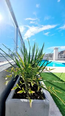 a plant in a pot next to a pool at Opera Villa Carlos Paz- Moderno - exclusivo- La mejor ubicación in Villa Carlos Paz