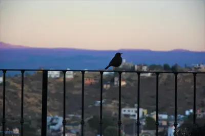 a black bird sitting on top of a fence at LA PEDRERA - VILLA DEL LAGO - Carlos Paz - Córdoba - Argentina in Villa Carlos Paz