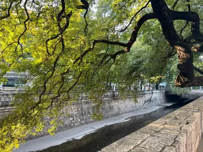 a tree hanging over a stone wall next to a river at Luminoso departamento con vista! in Cordoba