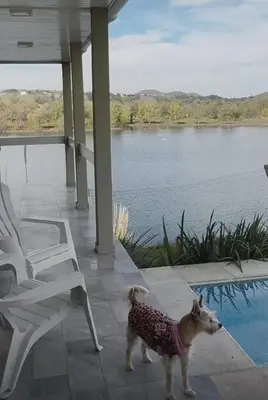 a dog standing on a porch next to a pool at Cabañas Titina's Lake in Potrero de Garay