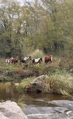 a group of cows walking in the grass near a river at Cabañas Titina's Lake in Potrero de Garay
