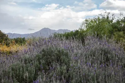 a field of purple flowers with a mountain in the background at Complejo Mirador de las Sierras pileta climatizada al aire libre in San Javier