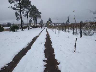a snow covered road in a field with trees at Herencia Nativa in Villa Yacanto
