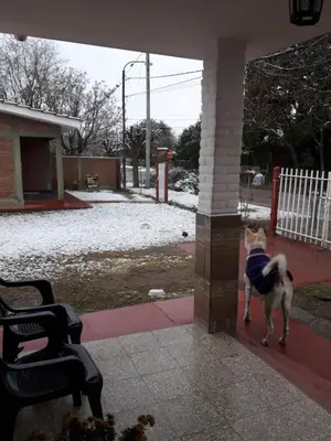 a dog is standing on a porch at Cabañas Don Pocho in Villa Cura Brochero