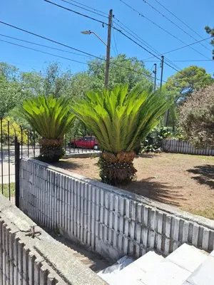 two palm trees in a yard behind a fence at Terraza Perito Moreno in Villa Carlos Paz