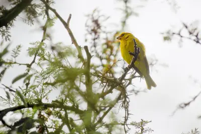 a yellow bird perched on top of a tree branch at Cabañas Los 2 Algarrobos in Santa Rosa de Calamuchita