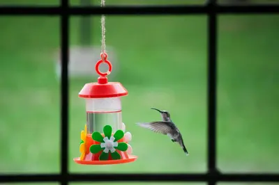 a humming bird flying towards a bird feeder at Cabañas Los 2 Algarrobos in Santa Rosa de Calamuchita