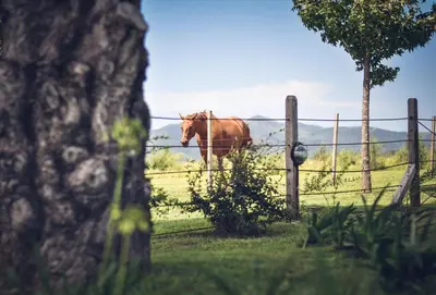 a horse standing in a field behind a fence at Cabañas LA IRMA in Villa Ciudad Parque