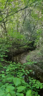 a stream in a forest with green plants and trees at Posada Tanti El Durazno in Tanti