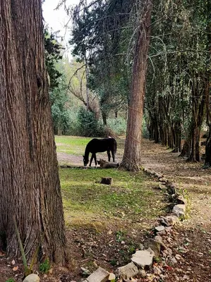 a horse grazing in the grass between trees at Posada Tanti El Durazno in Tanti