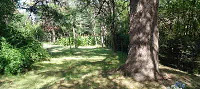 a forest with a tree in the middle of a field at Cabaña en quinta la aurora in Mina Clavero