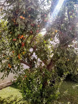 an orange tree with lots of fruit on it at Hospedaje El Ciruelo in Alta Gracia