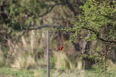 a red bird sitting on a wire at Aromas serranos in Villa Rumipal