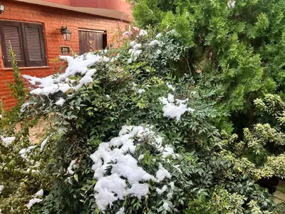 a bush covered in snow next to a building at Ashram Asociación Argentina de Yoga in Mina Clavero
