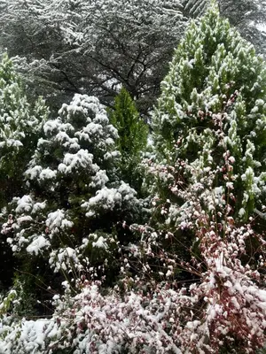 a group of trees with snow on them at Ashram Asociación Argentina de Yoga in Mina Clavero