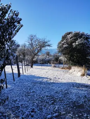 a snow covered path with trees in a field at Cabañas Paraje Noviembre in Nono