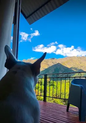 a dog looking out a window at a mountain view at Mirador Merlo in Merlo