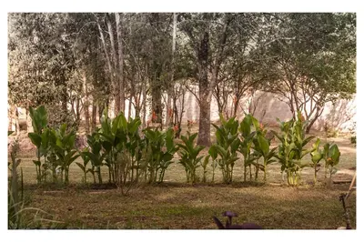 a group of plants in a field with trees at VILLA BEATRIZ in Villa Anizacate