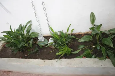 two plants in a pot next to a wall at Departamento Santa Rosa in Cordoba
