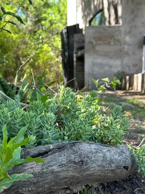 a log sitting in front of a green plant at Sacha Manta in Mina Clavero