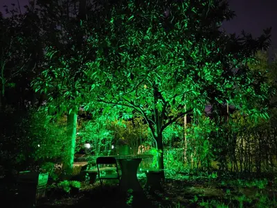 a green tree and a bench in a park at night at Otto's Haus in Villa General Belgrano