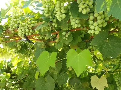 a bunch of green grapes hanging from a tree at La Casa de la Parra in Villa Carlos Paz