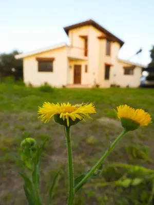 a couple of yellow flowers in front of a house at Descanso Serrano in Tanti