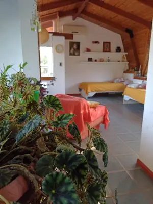 a living room with a plant in the foreground at loft interno in Villa General Belgrano