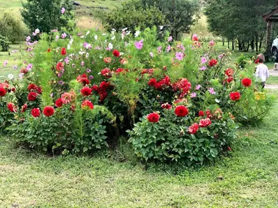 a group of flowers in a field with a child at Sol Mayor in Villa Yacanto