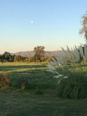 a field of grass with a plant in the foreground at La Americana, casa entre sierras in Luján