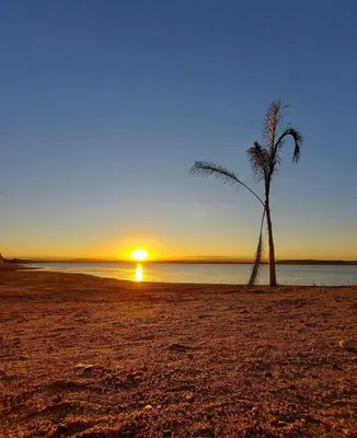 a palm tree on a beach with the sunset at Depto La Leda in Almafuerte