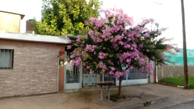 a tree with pink flowers in front of a building at El Nogal monoambiente kichenete in Alta Gracia