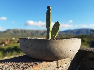 a cactus in a pot sitting on a wall at Descanso, aventura y ecoturismo en las sierras in San Francisco del Monte de Oro