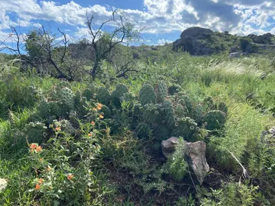 a field full of plants and flowers in a field at Descanso, aventura y ecoturismo en las sierras in San Francisco del Monte de Oro