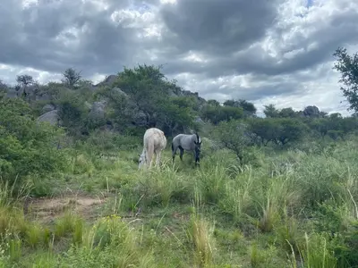two horses standing in a grassy field at Descanso, aventura y ecoturismo en las sierras in San Francisco del Monte de Oro