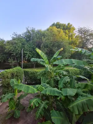a plant with large green leaves in a garden at Cabaña Alma 2 in Villa Carlos Paz