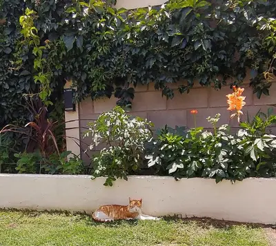 a cat laying in the grass next to a hedge at Sierras Alojamiento SUITE in Mina Clavero