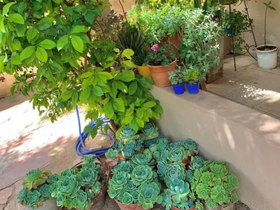 a bunch of potted plants sitting on a wall at B&B Mina Clavero in Mina Clavero