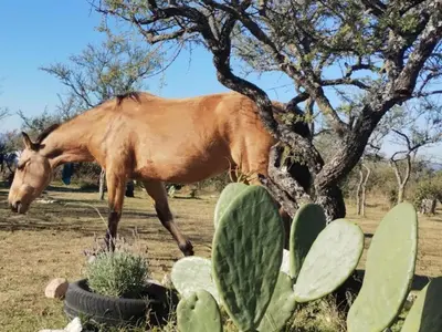 a brown horse standing next to a tree at ECO-LOFT, Sombra de Chañar,- Mallín Córdoba in Tanti