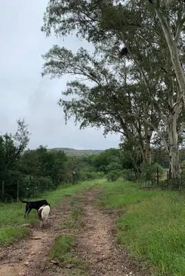 a dog and a goat walking down a dirt road at ECO-LOFT, Sombra de Chañar,- Mallín Córdoba in Tanti