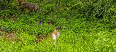 a cat in a field of grass with a goat at El Solar de los Pájaros in Merlo