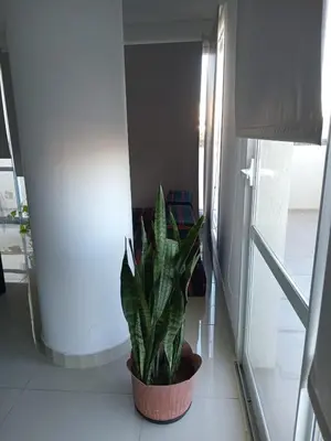 a plant in a pot on the floor in a hallway at Edificio Leonardo departamento 16 in Villa Carlos Paz
