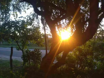 a tree with the sun shining through it at Casa alma verde in Luyaba