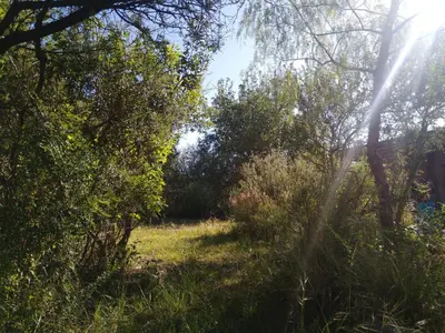a path through a field with trees and grass at Hexágono de San Javier in San Javier