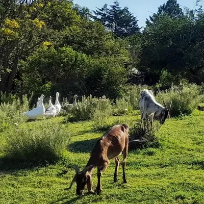 a group of animals grazing in a field with birds at La Flor del Camino Posada in Tanti